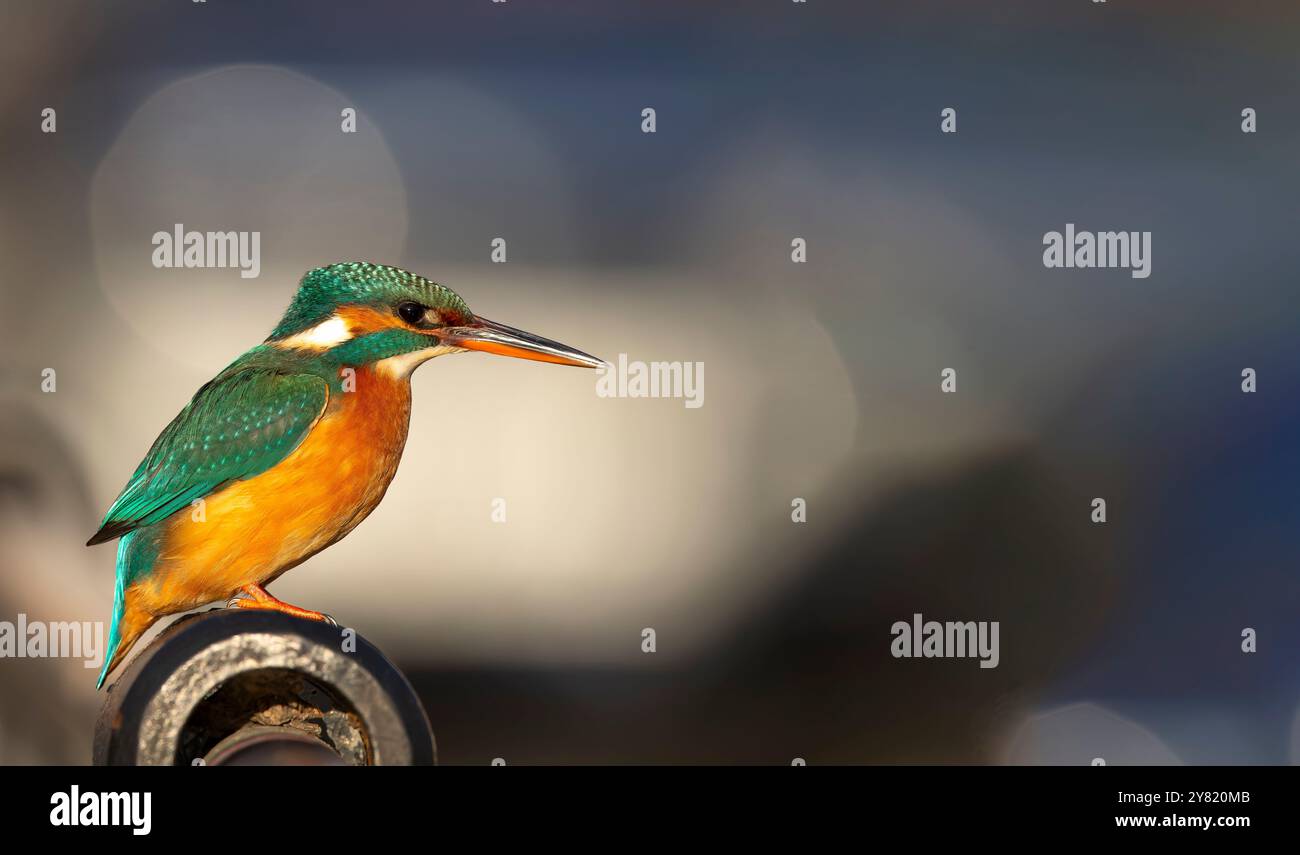 Side view of perched kingfisher bird in early morning light with bokeh bubble light in the background and copy space to the right. Stock Photo