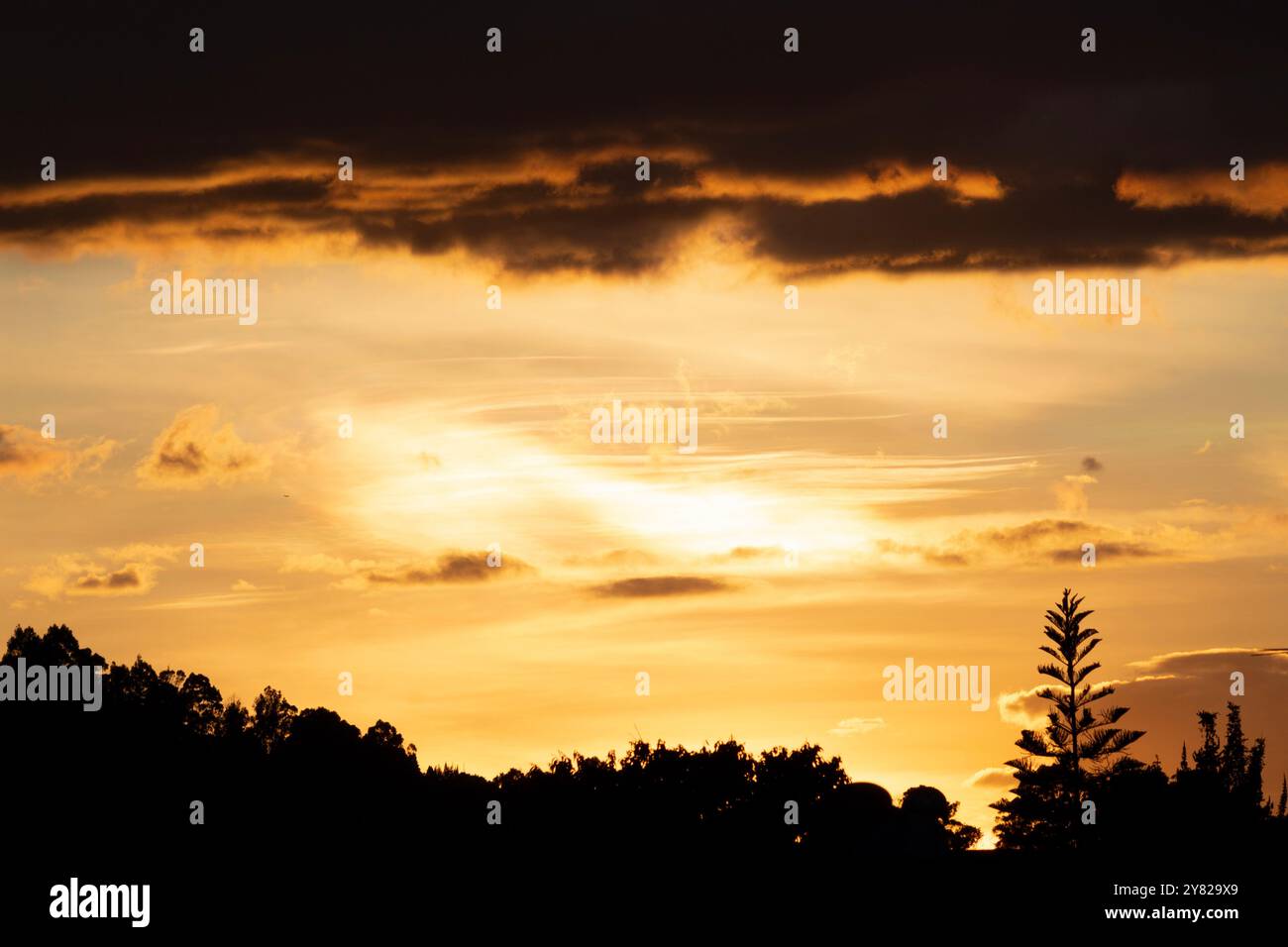 Beautiful golden sunset with clouds and trees silhouette Stock Photo ...