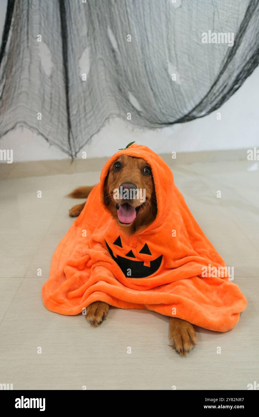 Funny golden retriever dog in a pumpkin costume at Halloween. Trick or ...