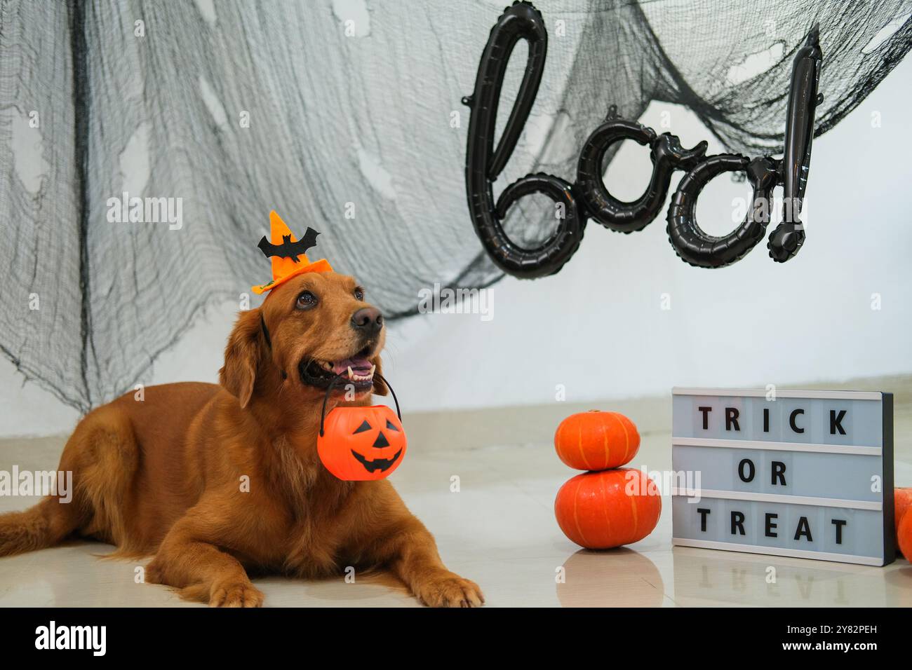 Portrait of a Golden Retriever wearing a witch hat and holding a ...