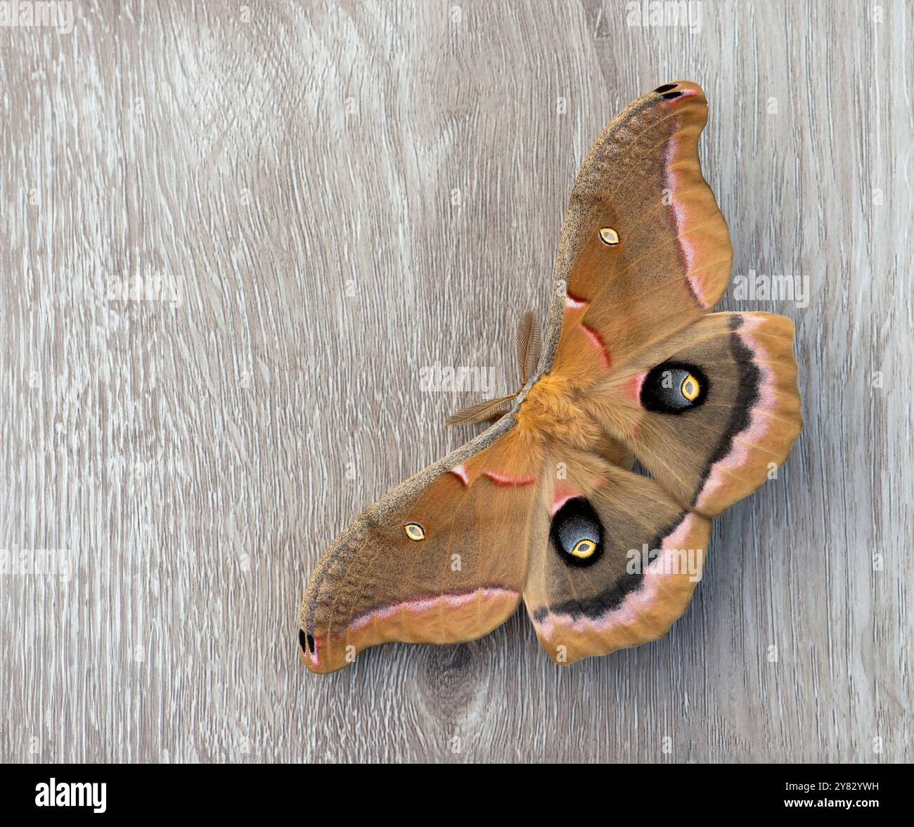 Macro of a male polyphemus moth (antheraea polyphemus) - wings open ...
