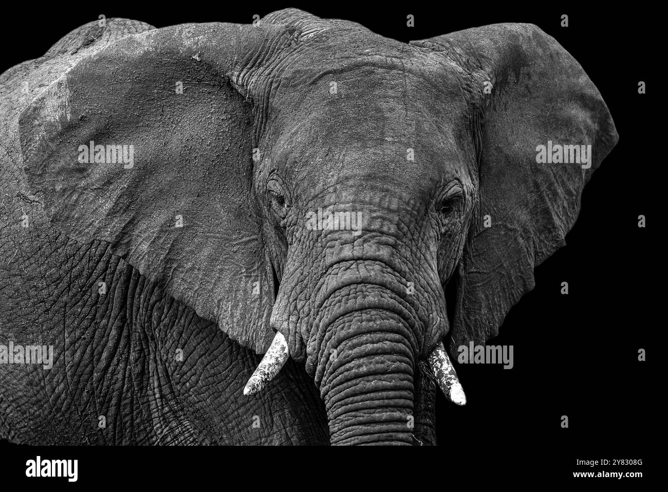 Loxodonta genus Black and White Stock Photos & Images - Alamy