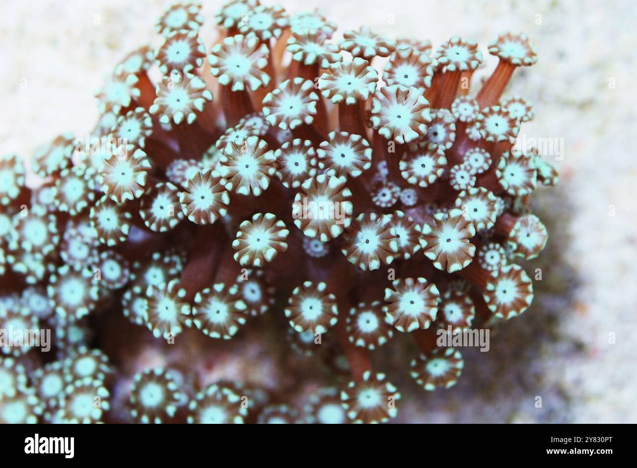 Green Daisy Coral, Alveopora spp Stock Photo