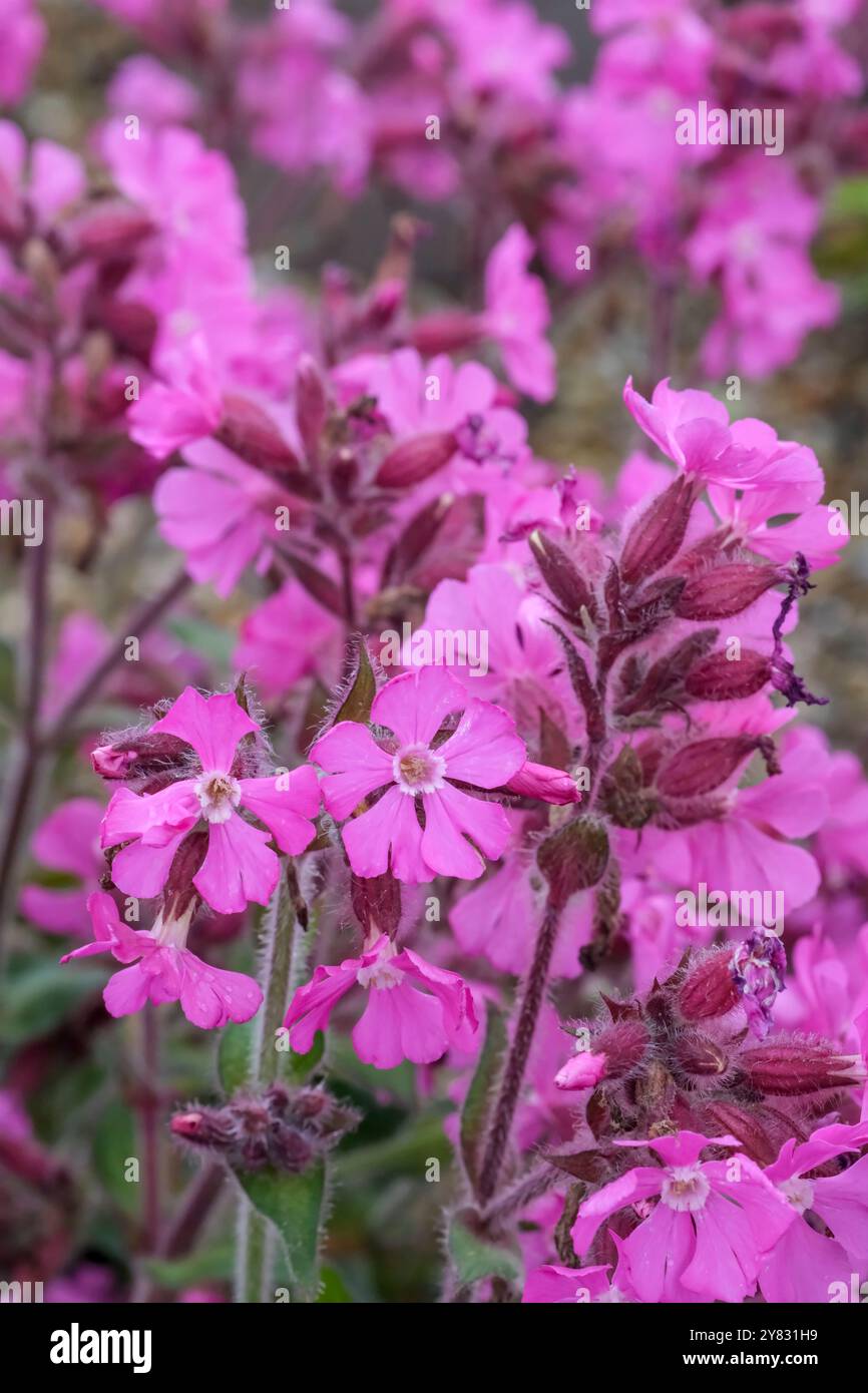 Silene dioica Rollie's Favorite, red campion Rollie's Favorite, semi-evergreen perennial, hairy, oval leaves, clusters pink flowers, white eyes, Stock Photo