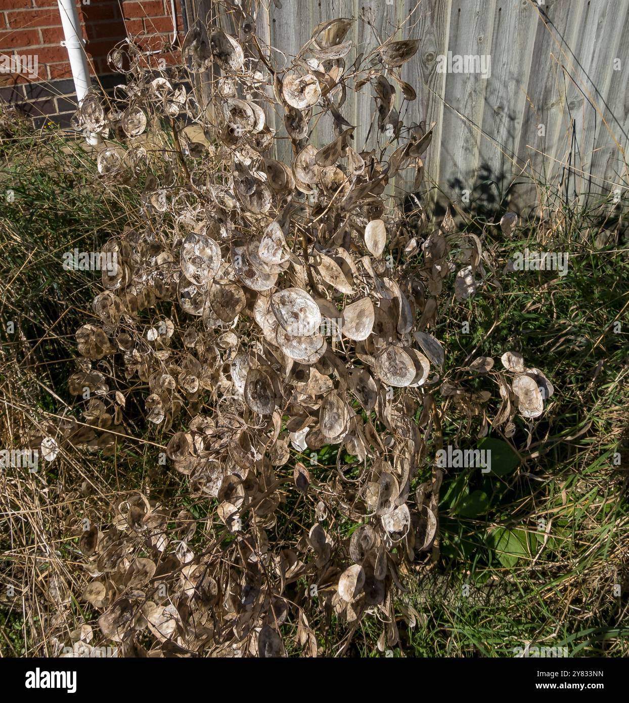 Honesty seed pods Stock Photo - Alamy