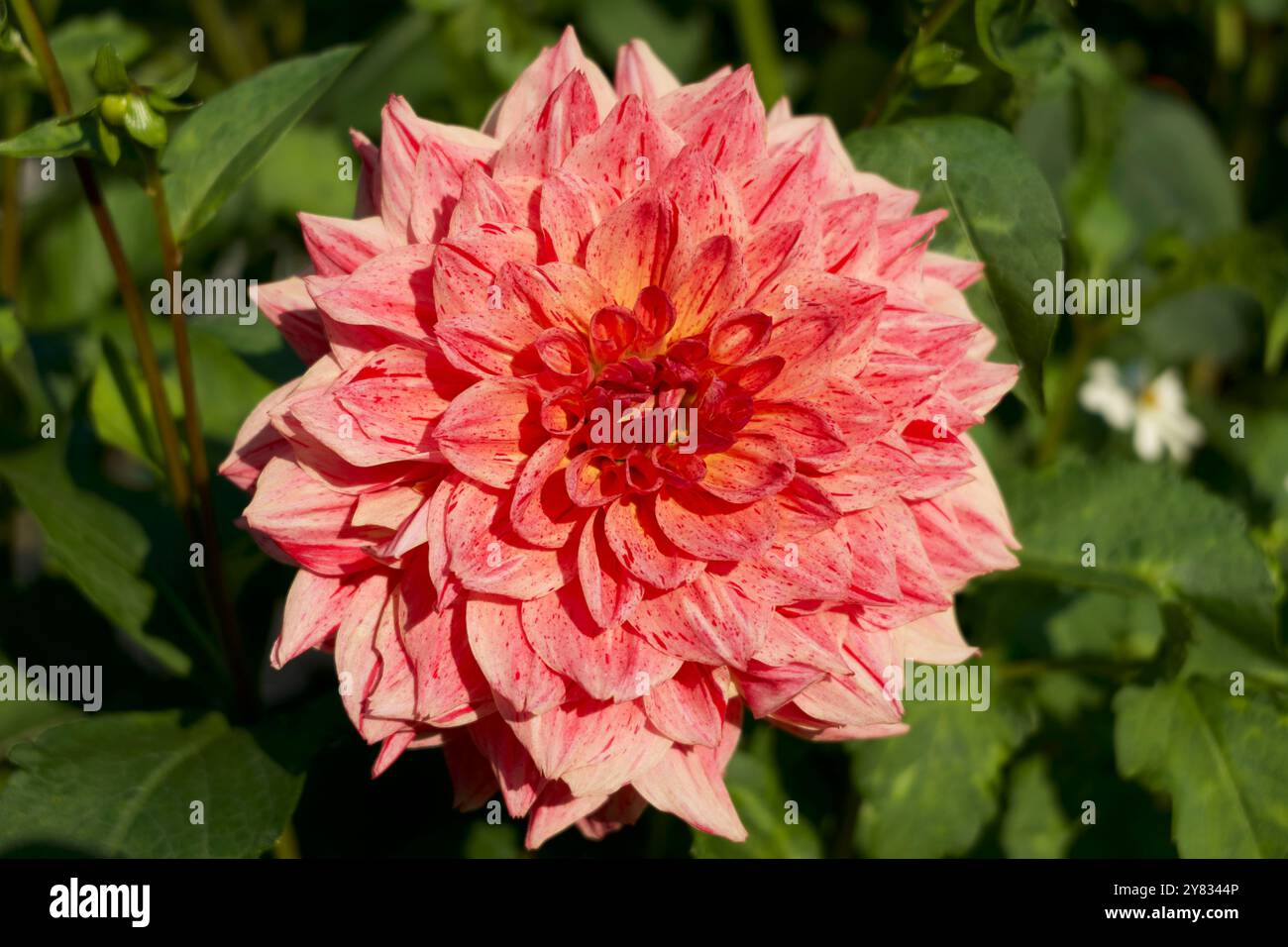 Dahlia light hi-res stock photography and images - Alamy