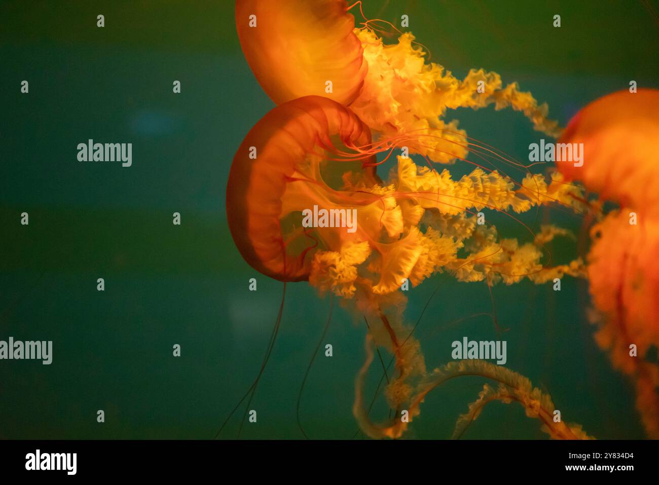 The beautiful orange jellyfish Stock Photo - Alamy