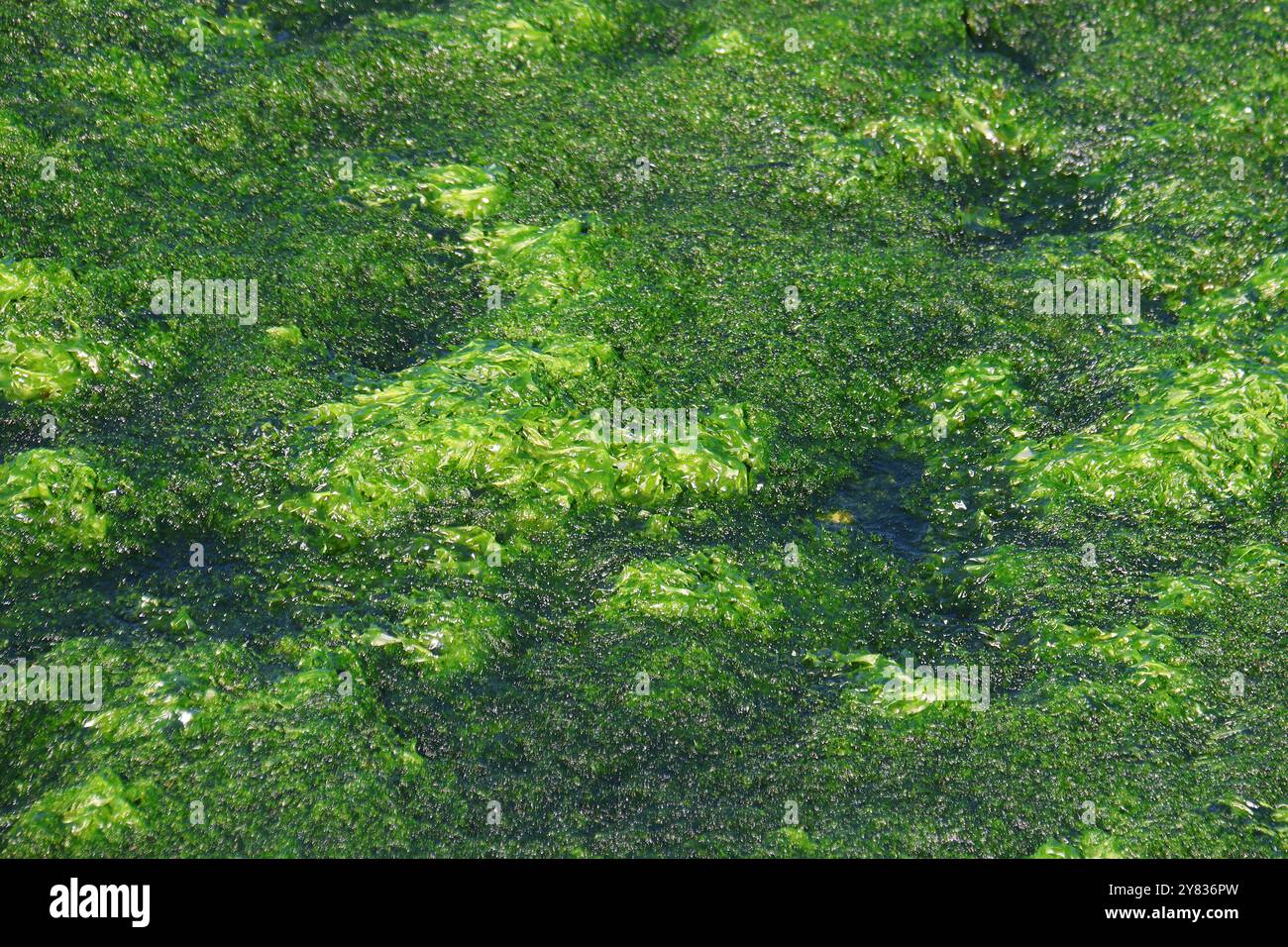 Alge Plus Rocks Water surface covered algae hi-res stock photography and images - Alamy