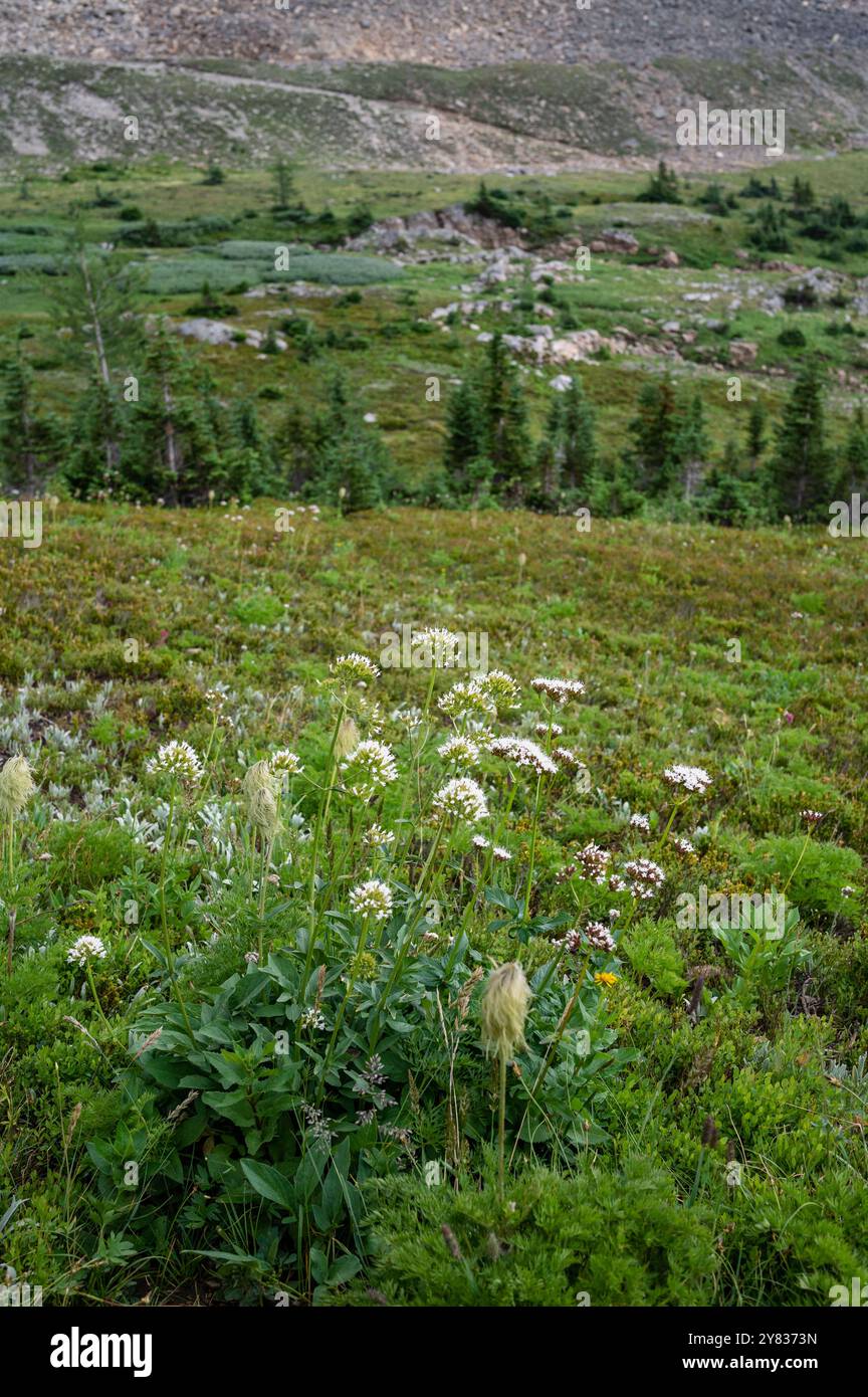 Wind Ridge Alpine meadow with mountains and wildflowers along the Ptarmigan Cirque ...