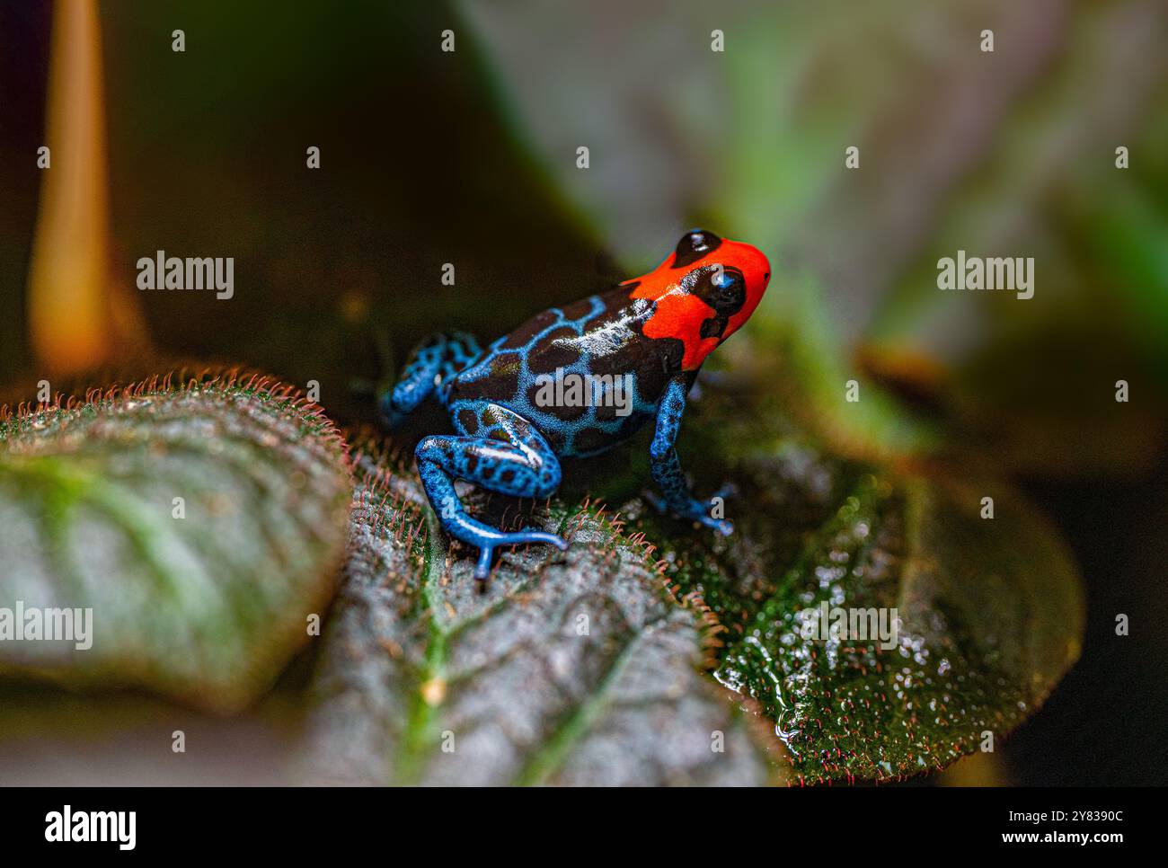 Native to the pampas hi-res stock photography and images - Alamy