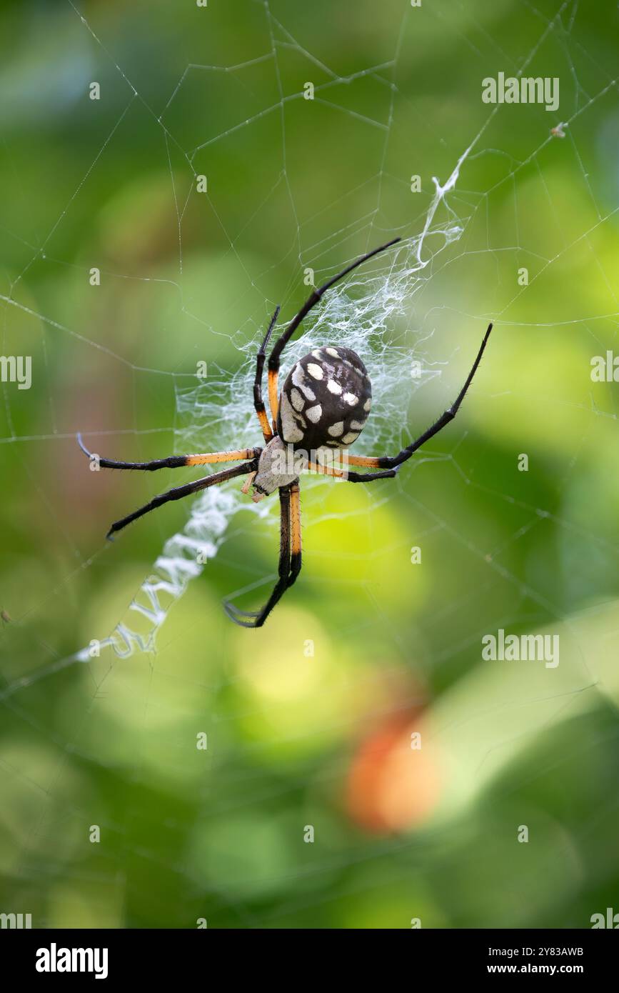 Yellow Garden Spider (Argiope aurantia) in her zigzag pattern web ...