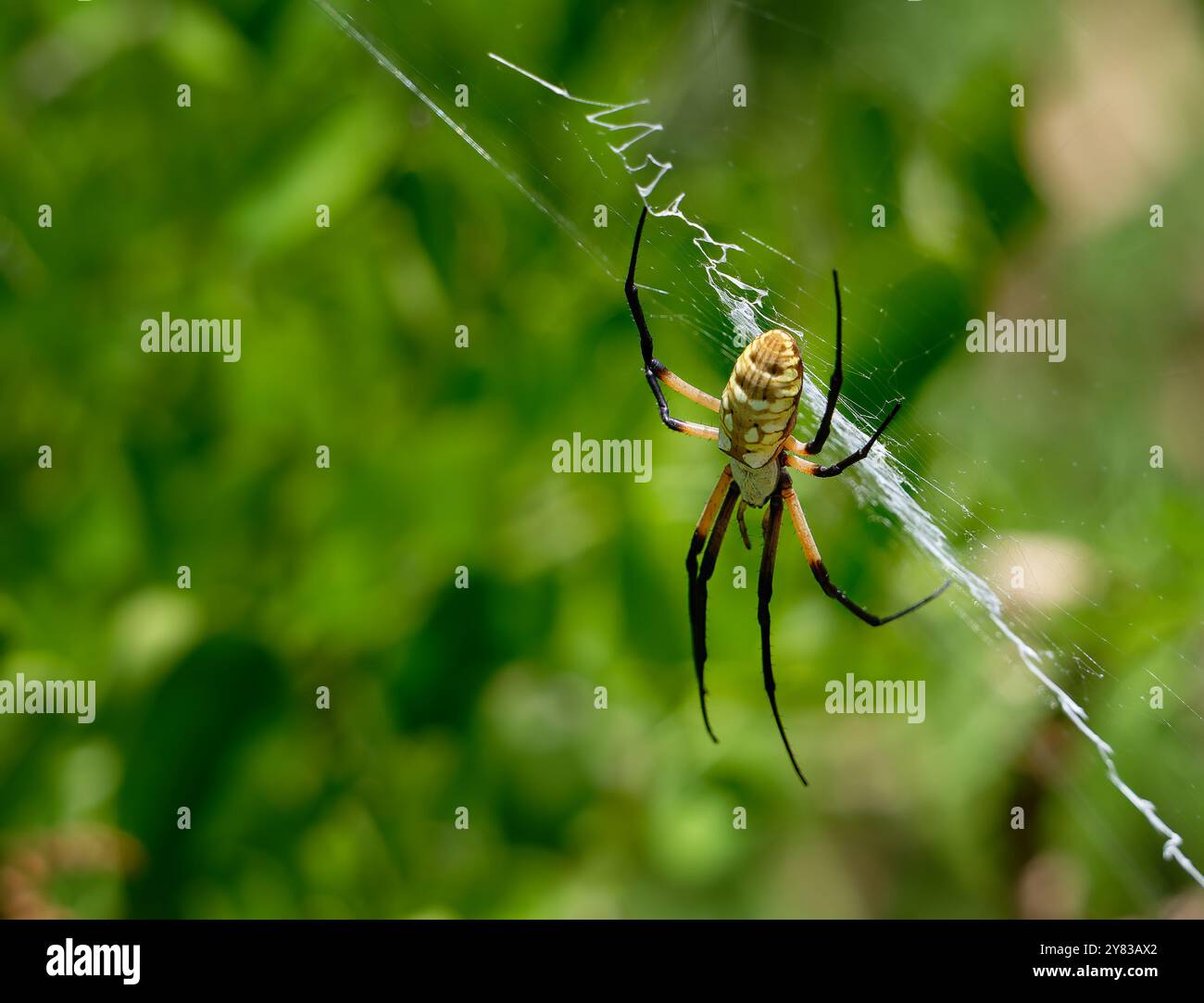 Yellow Garden Spider (Argiope aurantia) in her zigzag pattern web ...