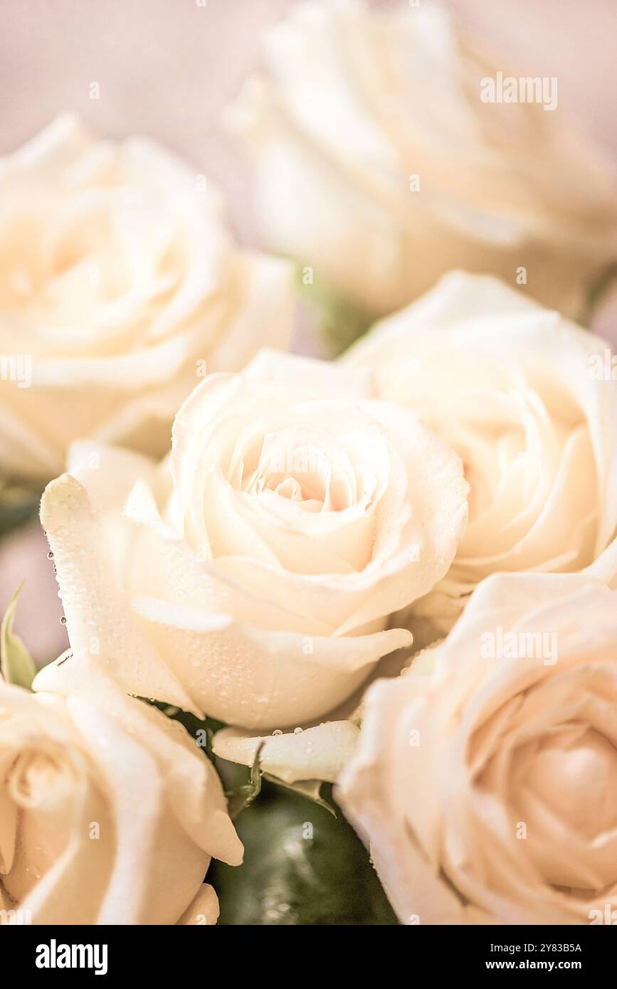 Extra Whte Roses Whte flower hi-res stock photography and images - Alamy