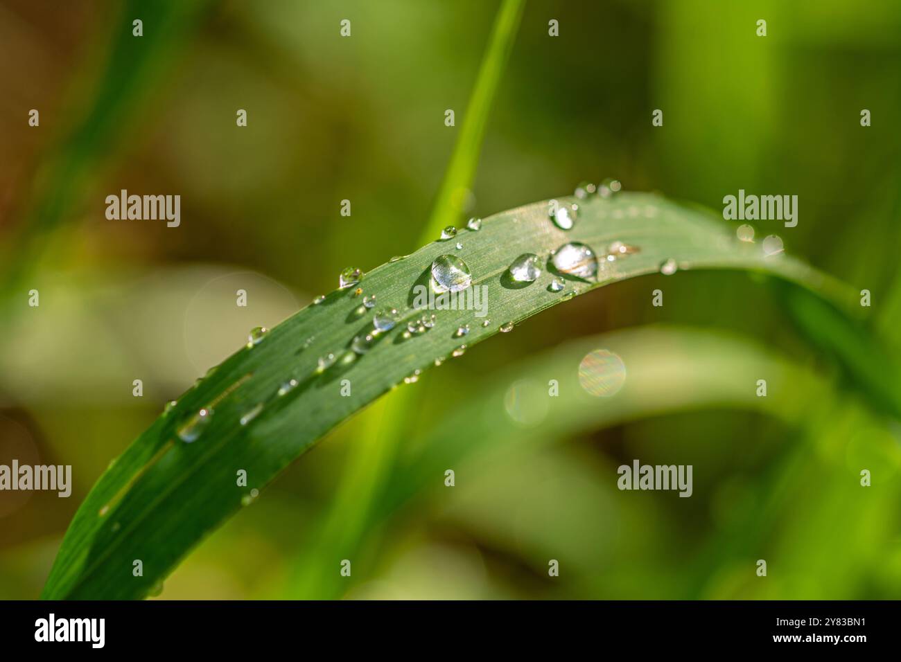 Closeup macro shot of fresh glittering dewdrops on green blade of grass Stock Photo