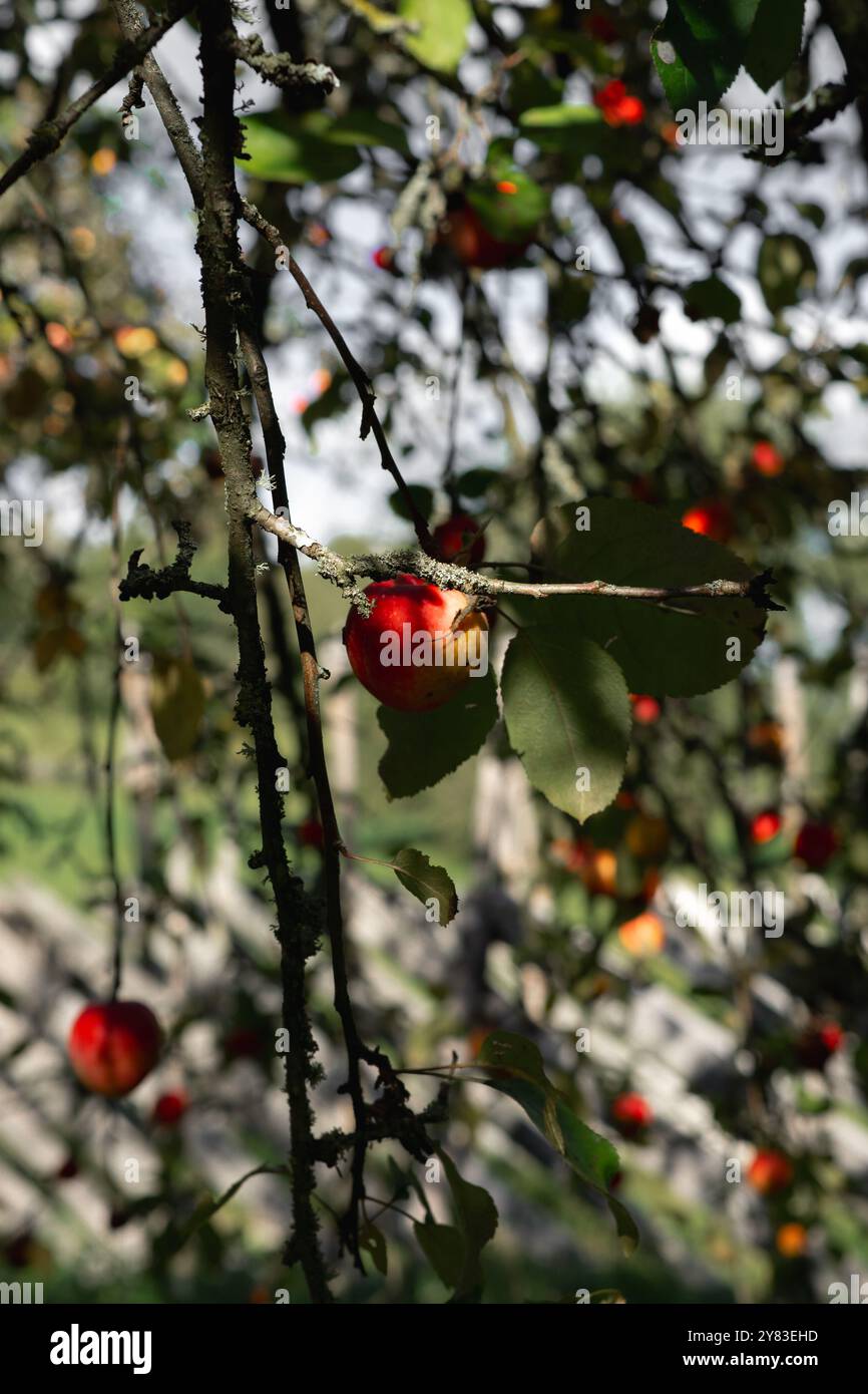 Red apple is hanging on a branch of an apple tree Stock Photo - Alamy