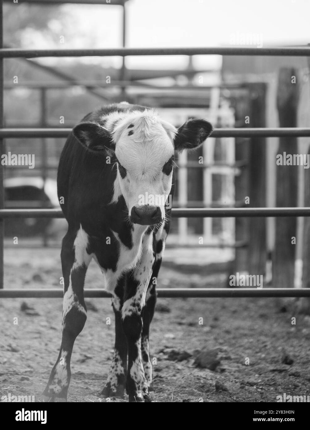 black and white calf Stock Photo - Alamy
