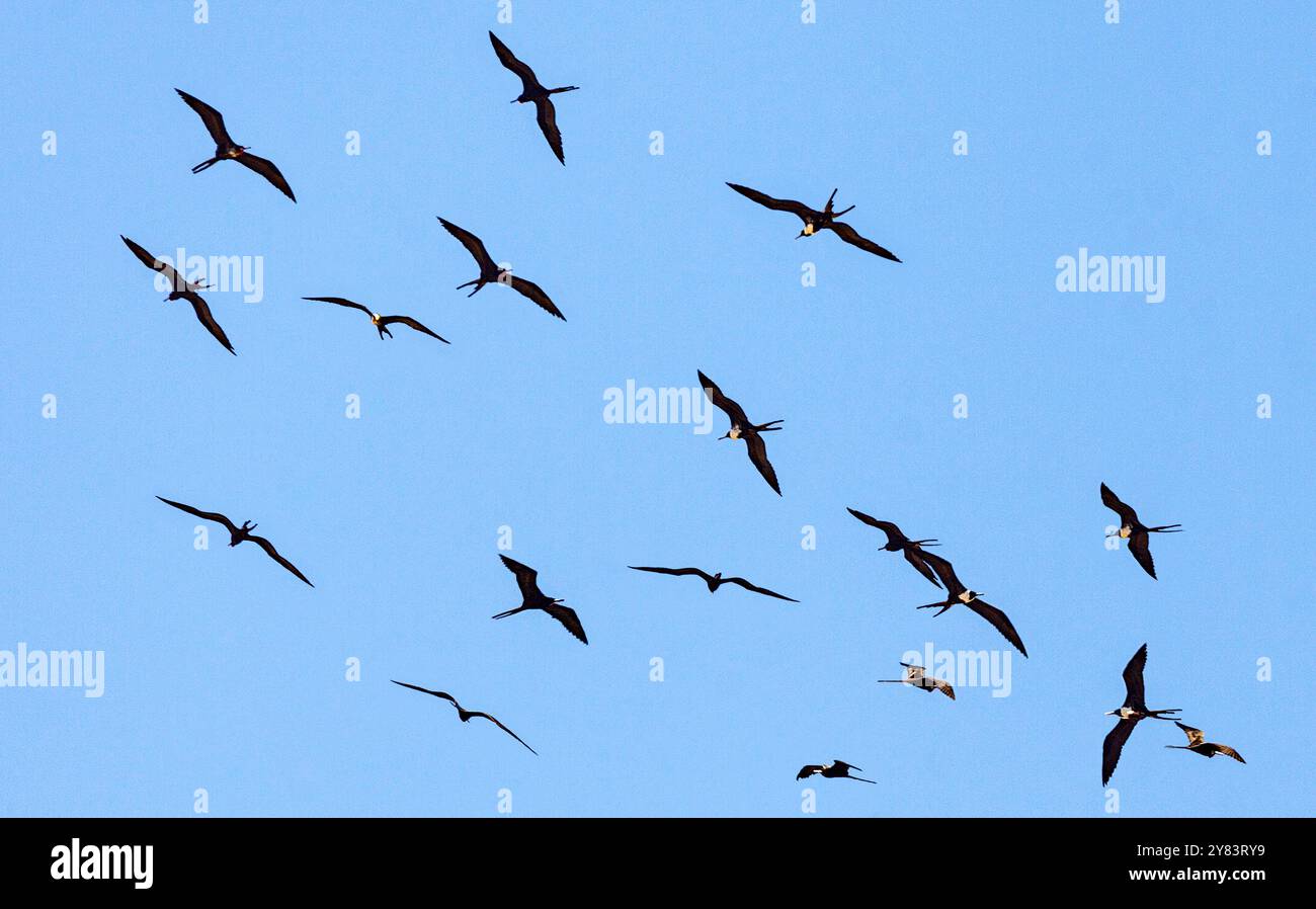 A flock of frigatebirds (Fregatidae) soaring on thermal currents, Rio ...