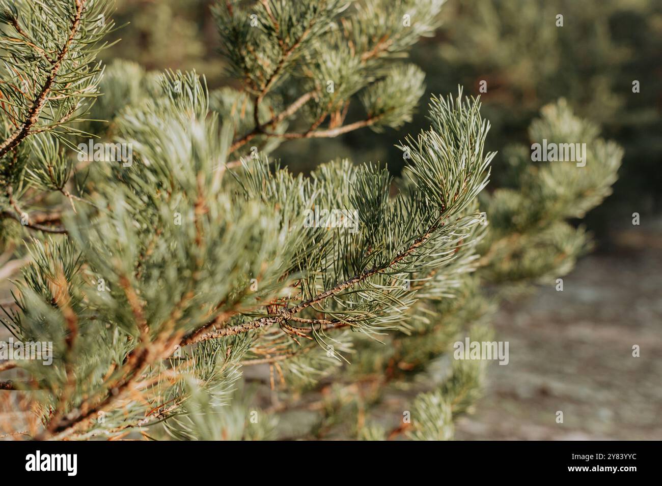 Tree pine flora branch hi-res stock photography and images - Alamy