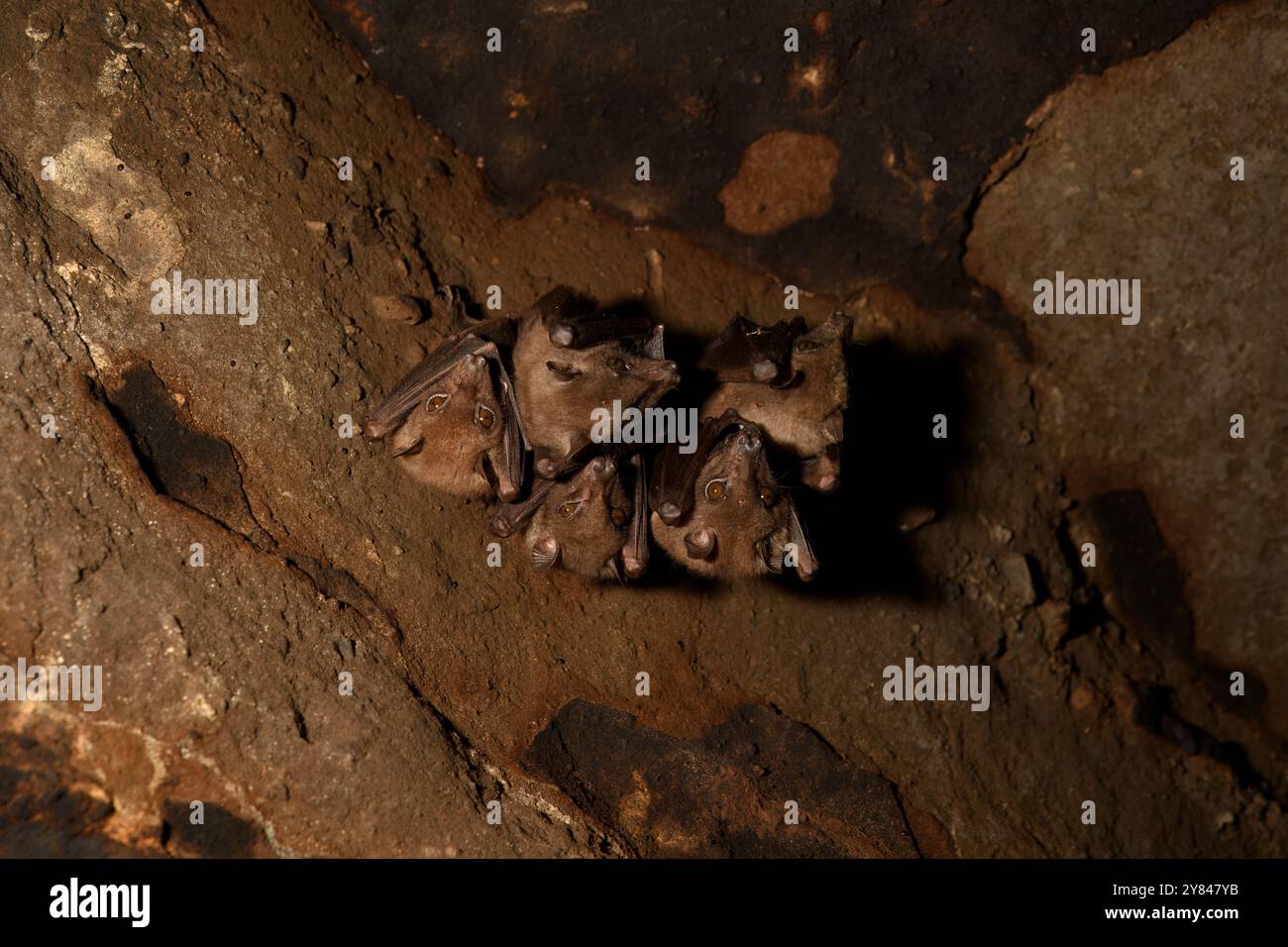 Karura foret reserve hi-res stock photography and images - Alamy