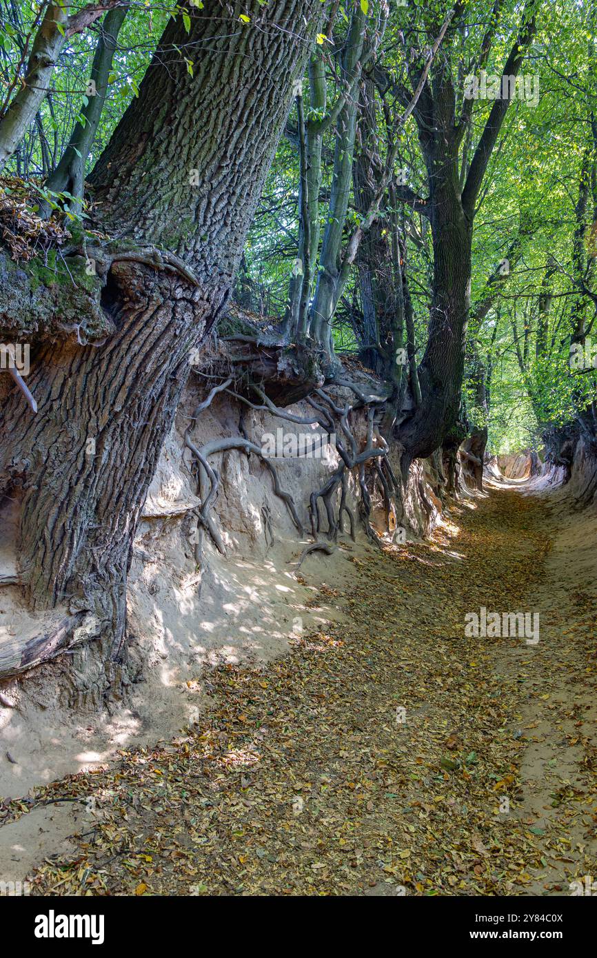 A tranquil walk down a forest trail showcasing exposed tree roots due ...