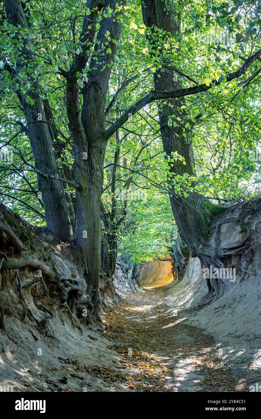 Tree Ravine Background view of a sandy ravine with exposed tree roots in a forest. Sunlight ...