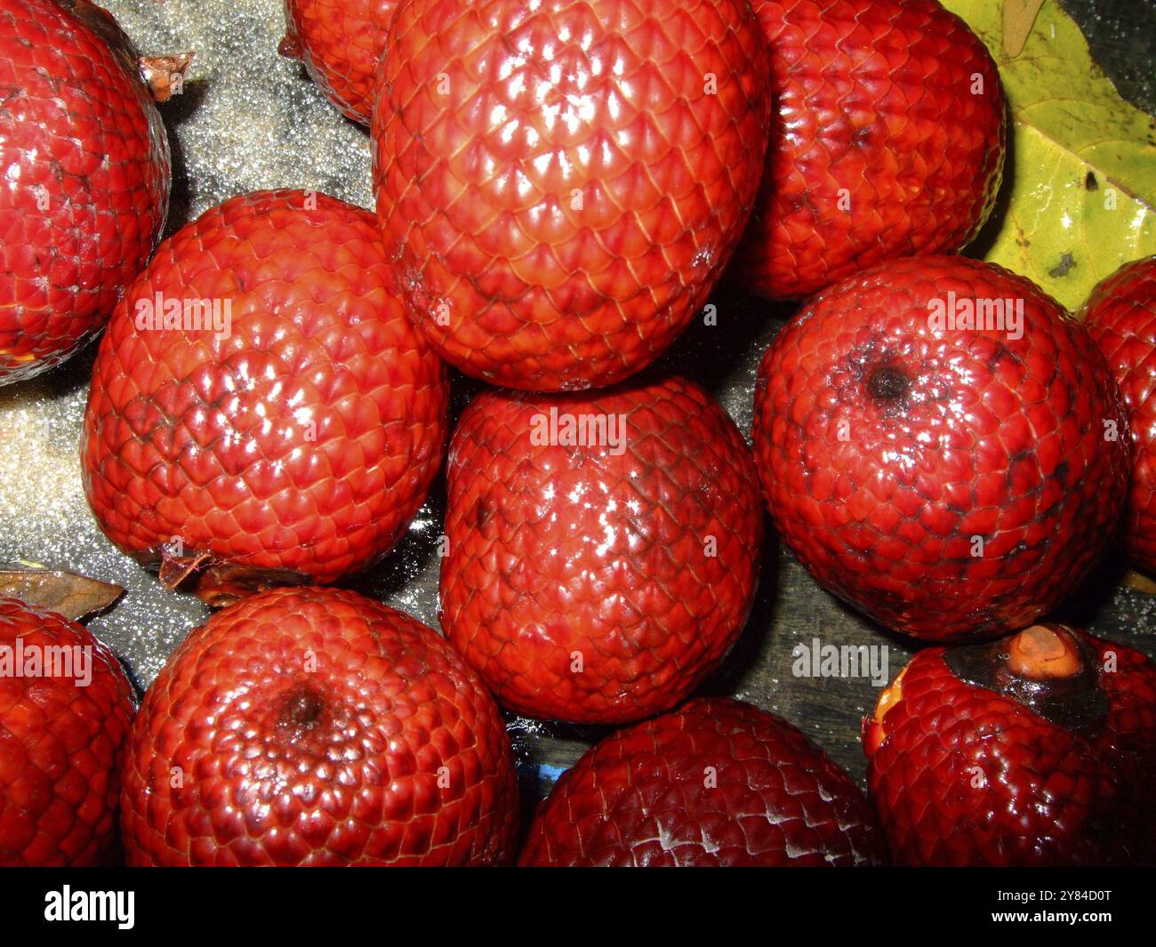 RAINBOW RED PALM main image 0