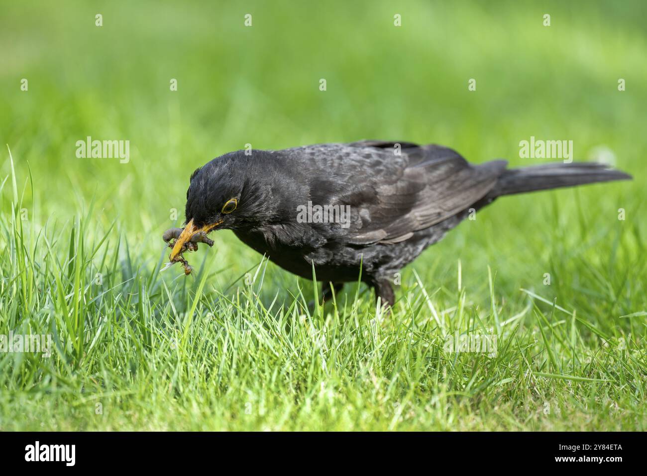 Adult male feeding on insects hi-res stock photography and images - Alamy