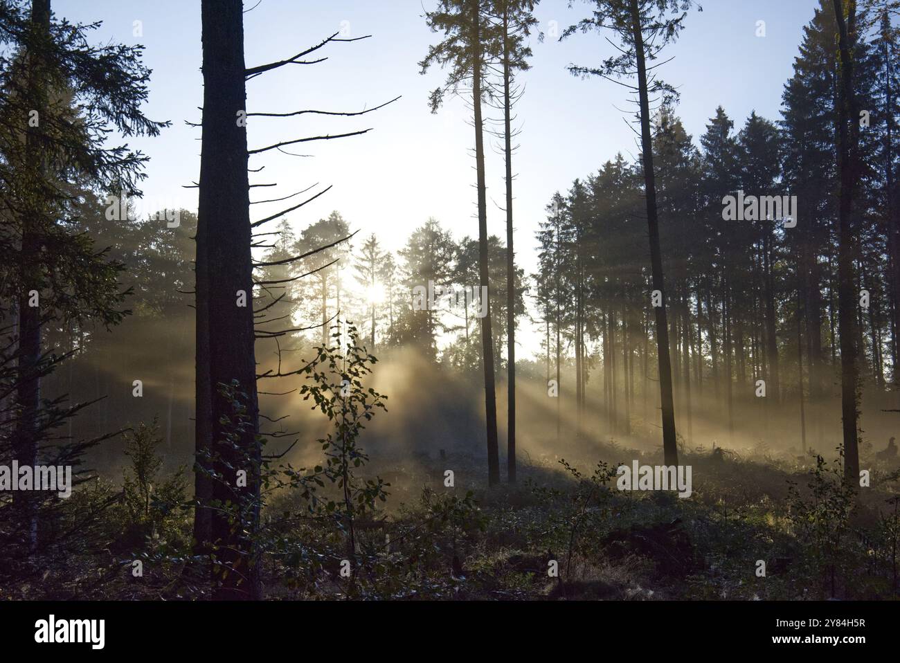 Fogs in forest hi-res stock photography and images - Alamy