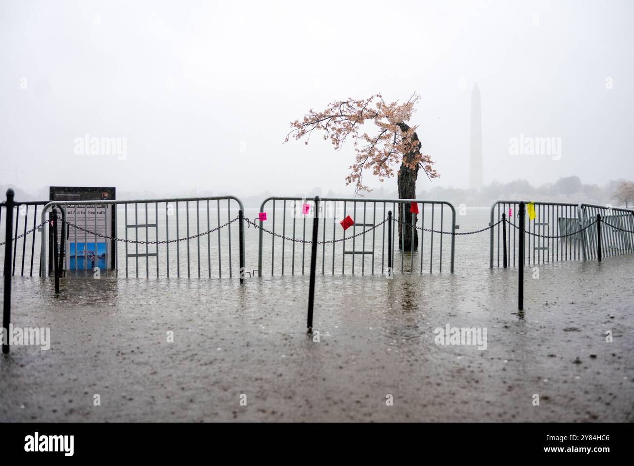 WASHINGTON DC, United States — 'Stumpy,' the beloved gnarled cherry tree at the Tidal Basin, stands in heavy rain with its base submerged due to flooding. This poignant scene illustrates the urgent need for the $113 million Tidal Basin Seawall Reconstruction Project, as rising water levels threaten the historic cherry trees and infrastructure of this iconic Washington DC landmark. The flooding around Stumpy underscores the environmental challenges facing the area and the importance of the upcoming restoration efforts. Stock Photo