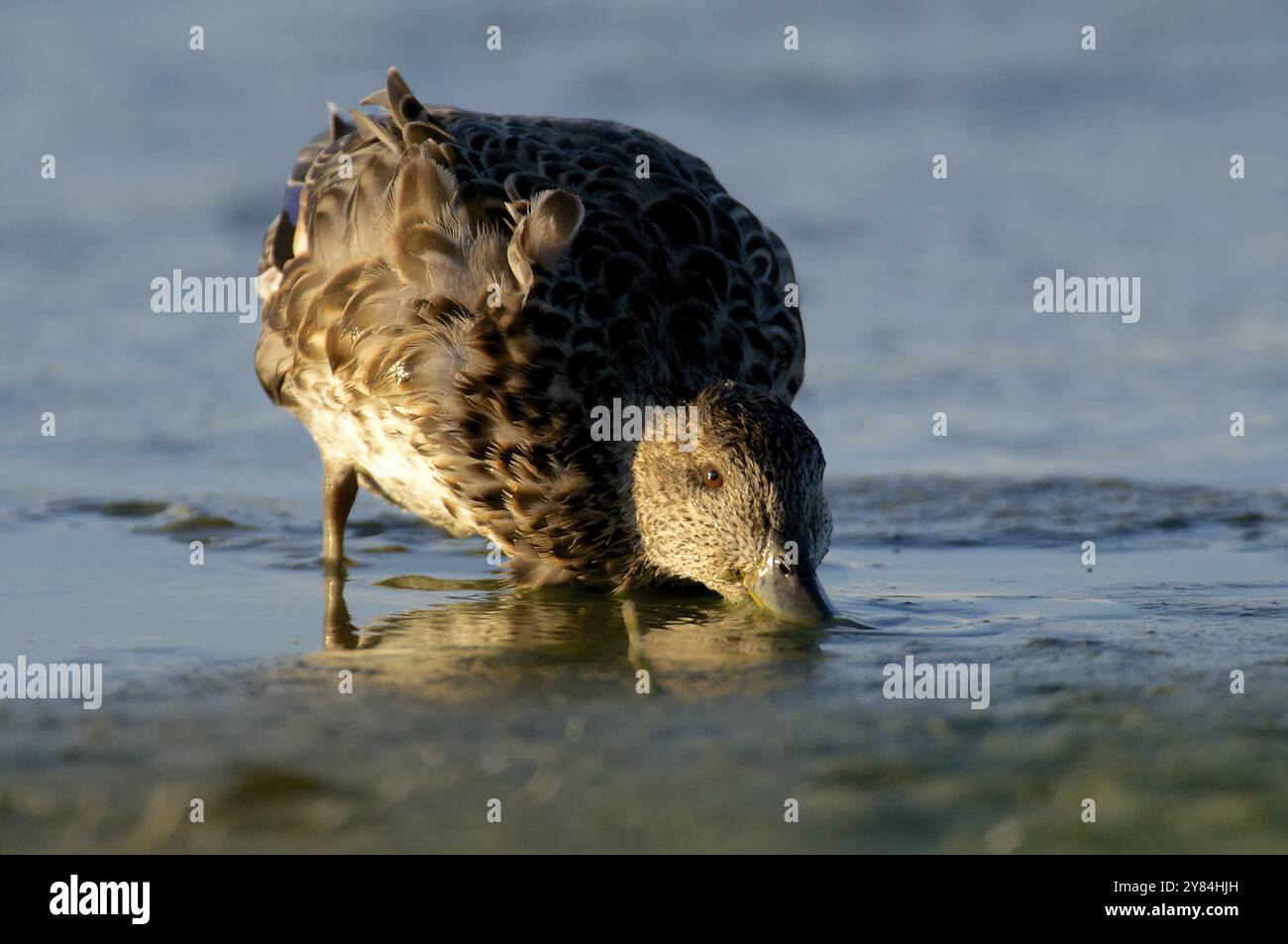 Eurasian teal eating. Eurasian Teal eating Stock Photo - Alamy