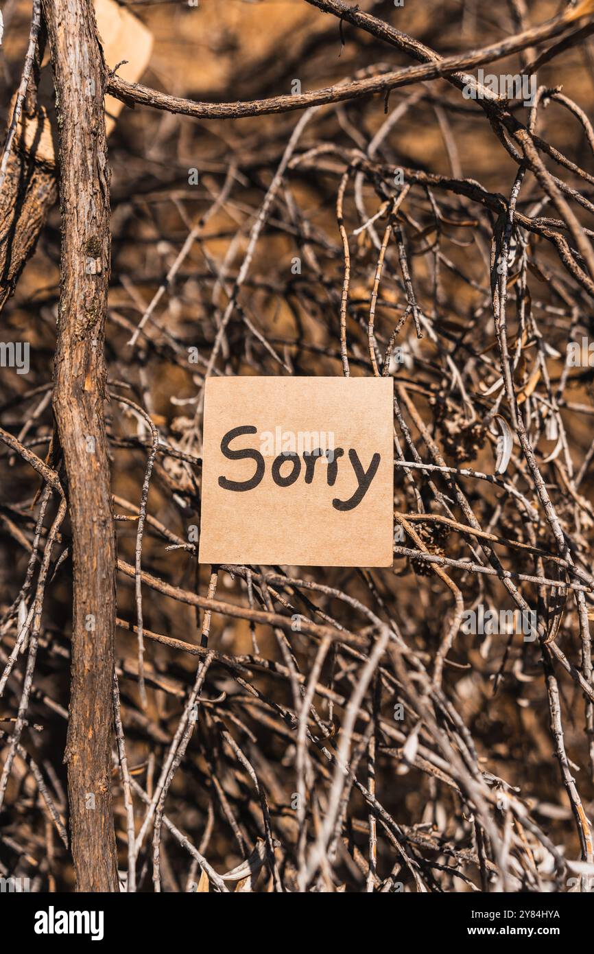 word sorry written and drawn on recycled cardboard with a textured tree bark background. Stock Photo