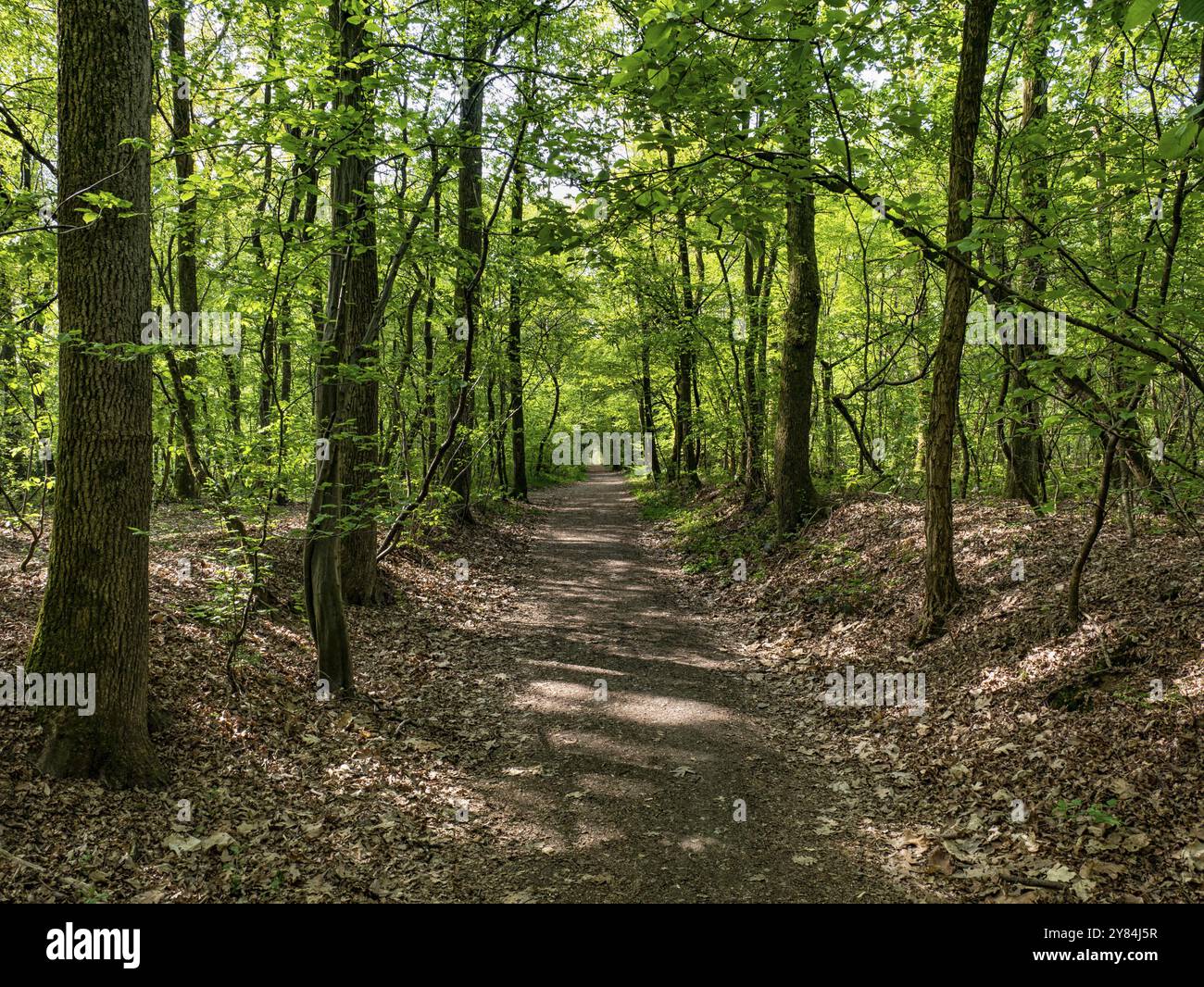 Empty pathway in woods hi-res stock photography and images - Alamy