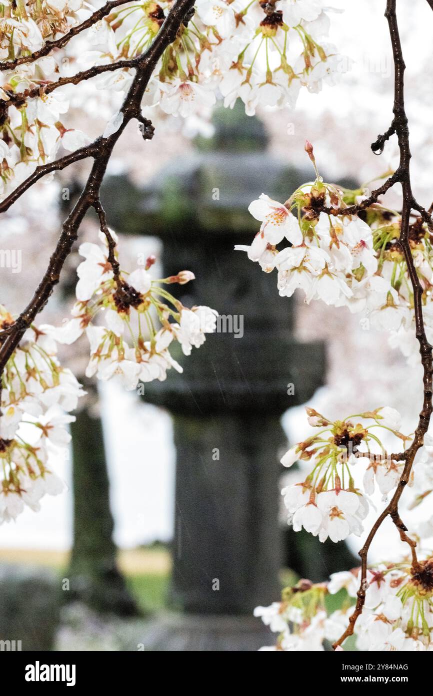 Cherry blossom japan lantern hi-res stock photography and Cherry blossom japan lantern hi-res stock photography and