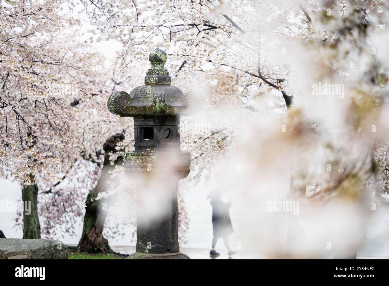 WASHINGTON DC, United States — Cherry blossoms frame the historic Japanese Stone Lantern at the Tidal Basin in Washington DC. The 360-year-old granite lantern, surrounded by blooming Yoshino cherry trees, stands as a symbol of friendship between Japan and the United States. This iconic scene, captured during the National Cherry Blossom Festival, showcases the cultural fusion and diplomatic ties represented by the annual spring bloom. Stock Photo