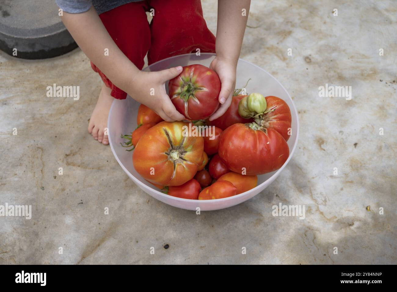 Boy picking organic tomatoes in his home garden Stock Photo - Alamy