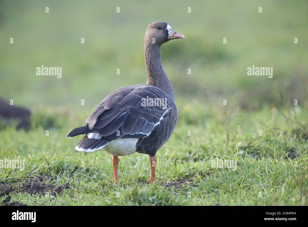 Greater white fronted geese in field of grass hi-res stock photography ...