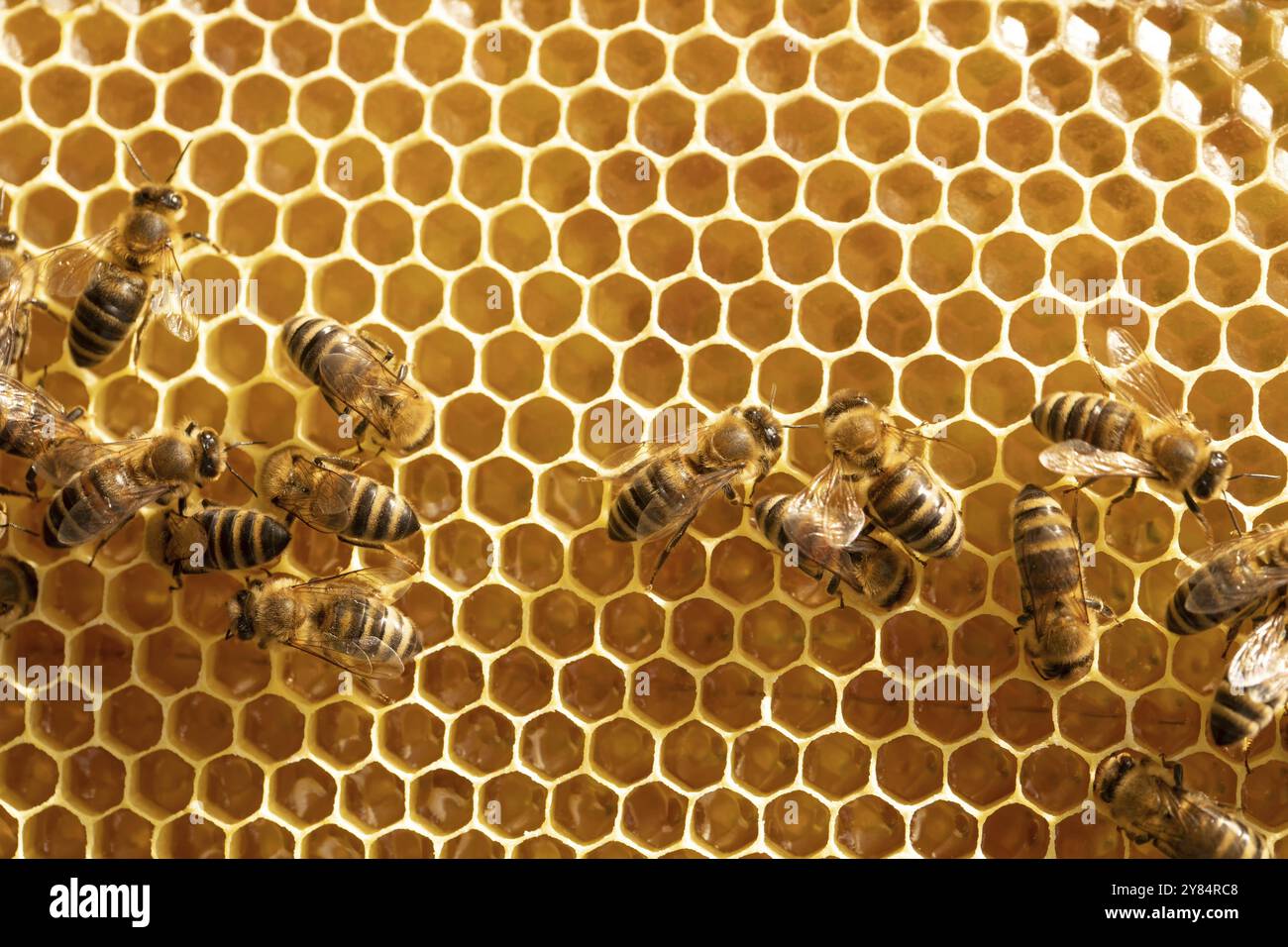 Bees on honeycombs with honey close-up Stock Photo