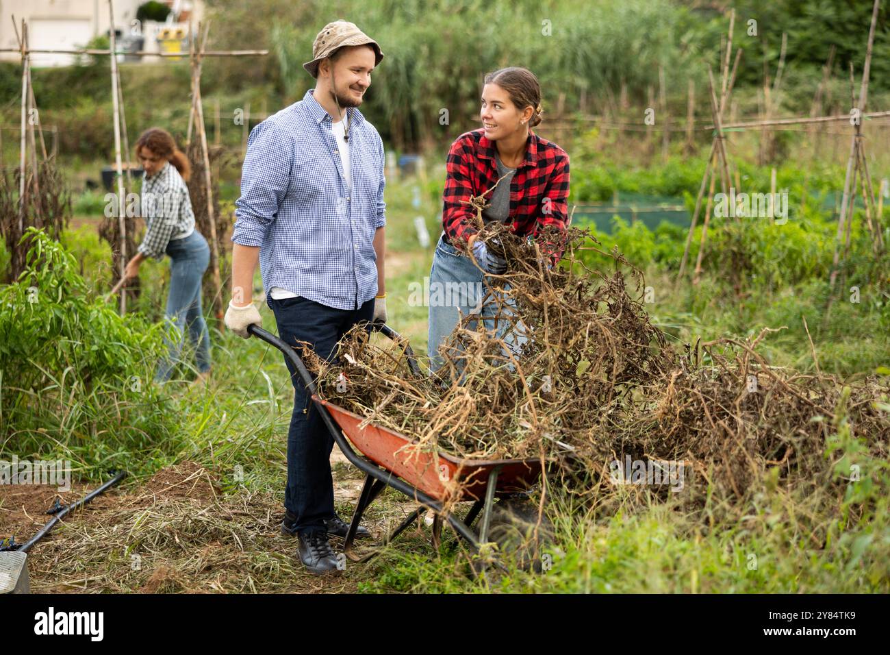 Man and girl together put dry tops in wheelbarrow for disposal Stock ...