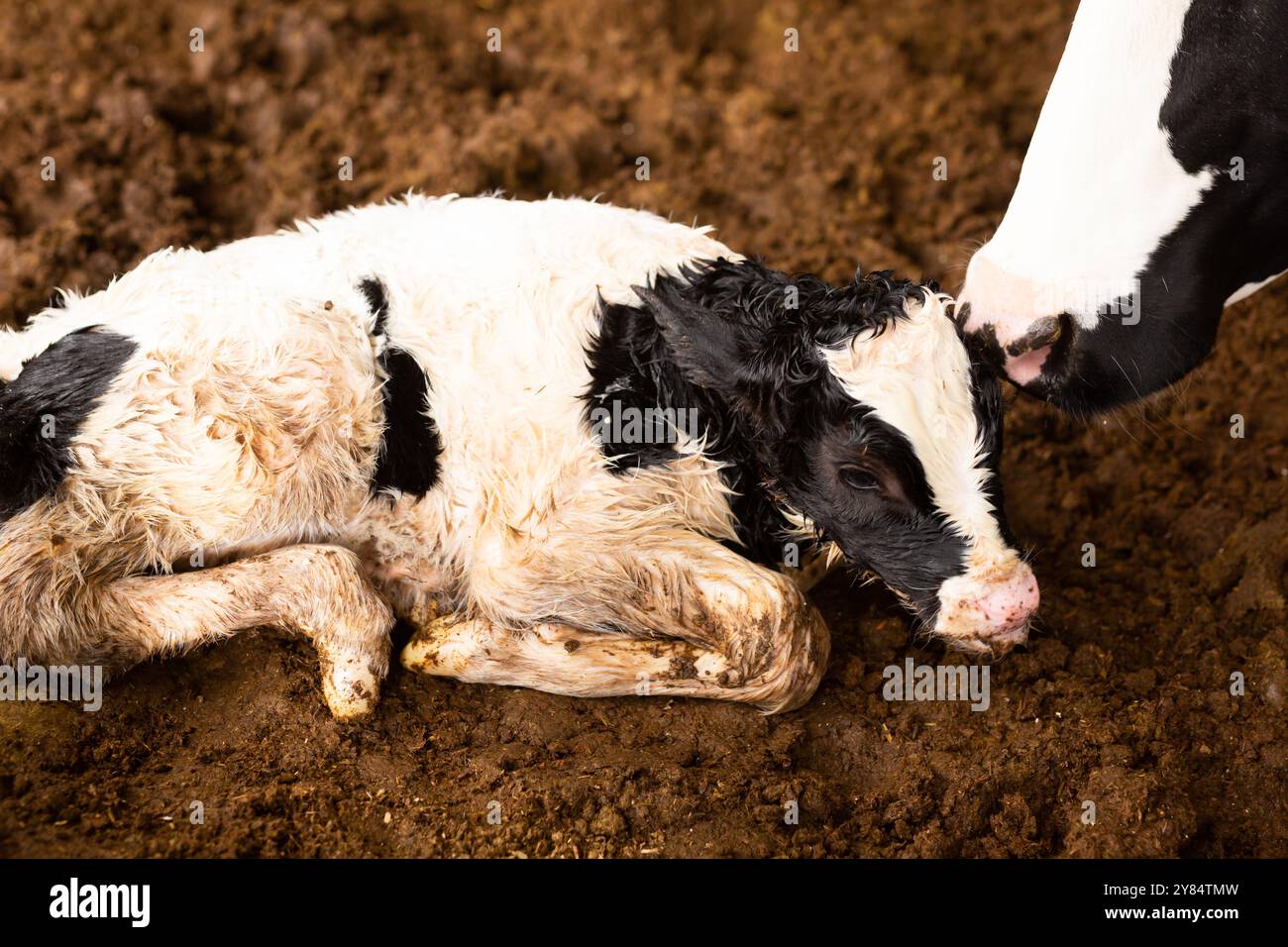 Mother cow licking small calf after giving birth in cowshed of farm in ...