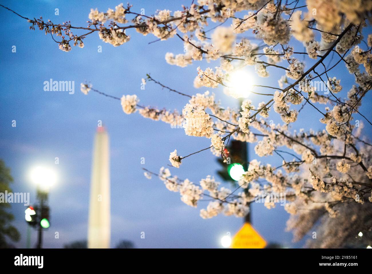 Tidal basin pre bloom hi-res stock photography and images - Alamy
