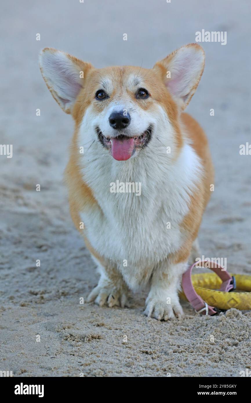 Cute pembroke welsh corgi having fun on the beach with sand Stock Photo ...