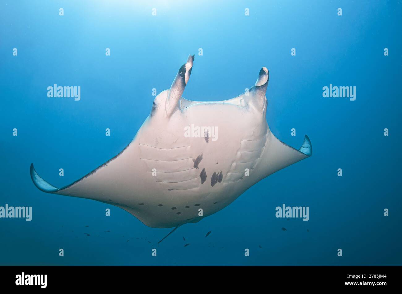 Reef manta ray showing its ventral surface swims over the camera Stock Photo