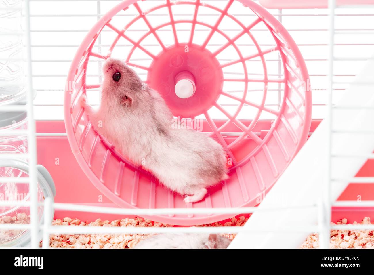 A playful hamster runs energetically on its wheel inside a bright ... - Decorating A Hamster Cage With Bright Colors