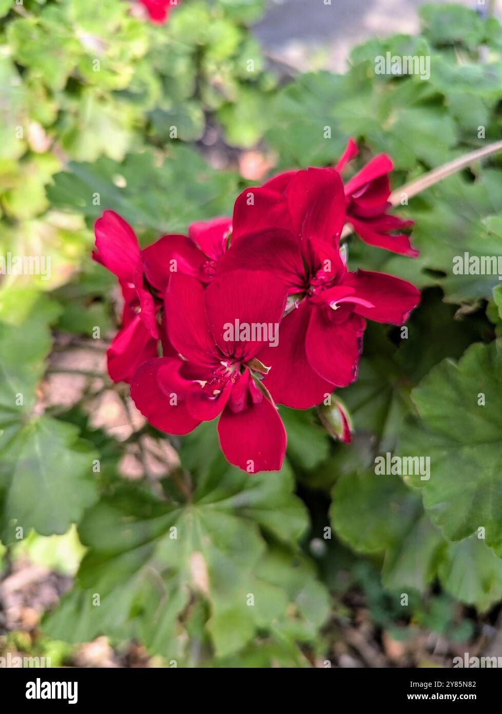 Red leaves on a spring day - Smartphone Captured Stock Image
