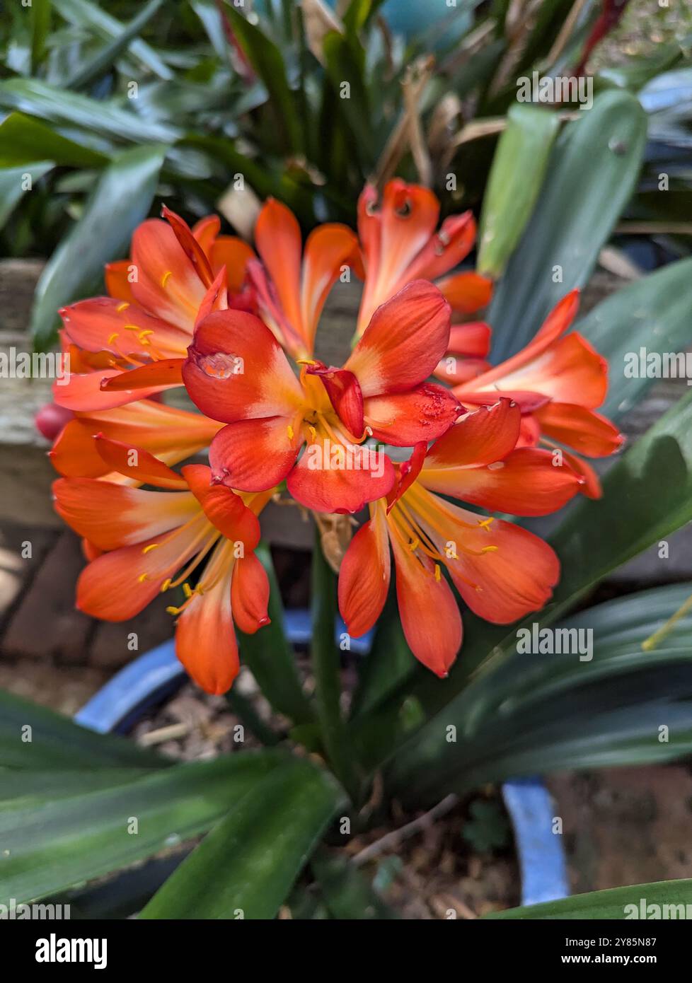 An orange flower, sitting in a pot - Smartphone Captured Stock Image