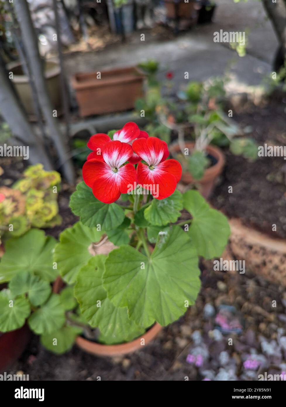 A red flower, sitting in a pot. - Smartphone Captured Stock Image