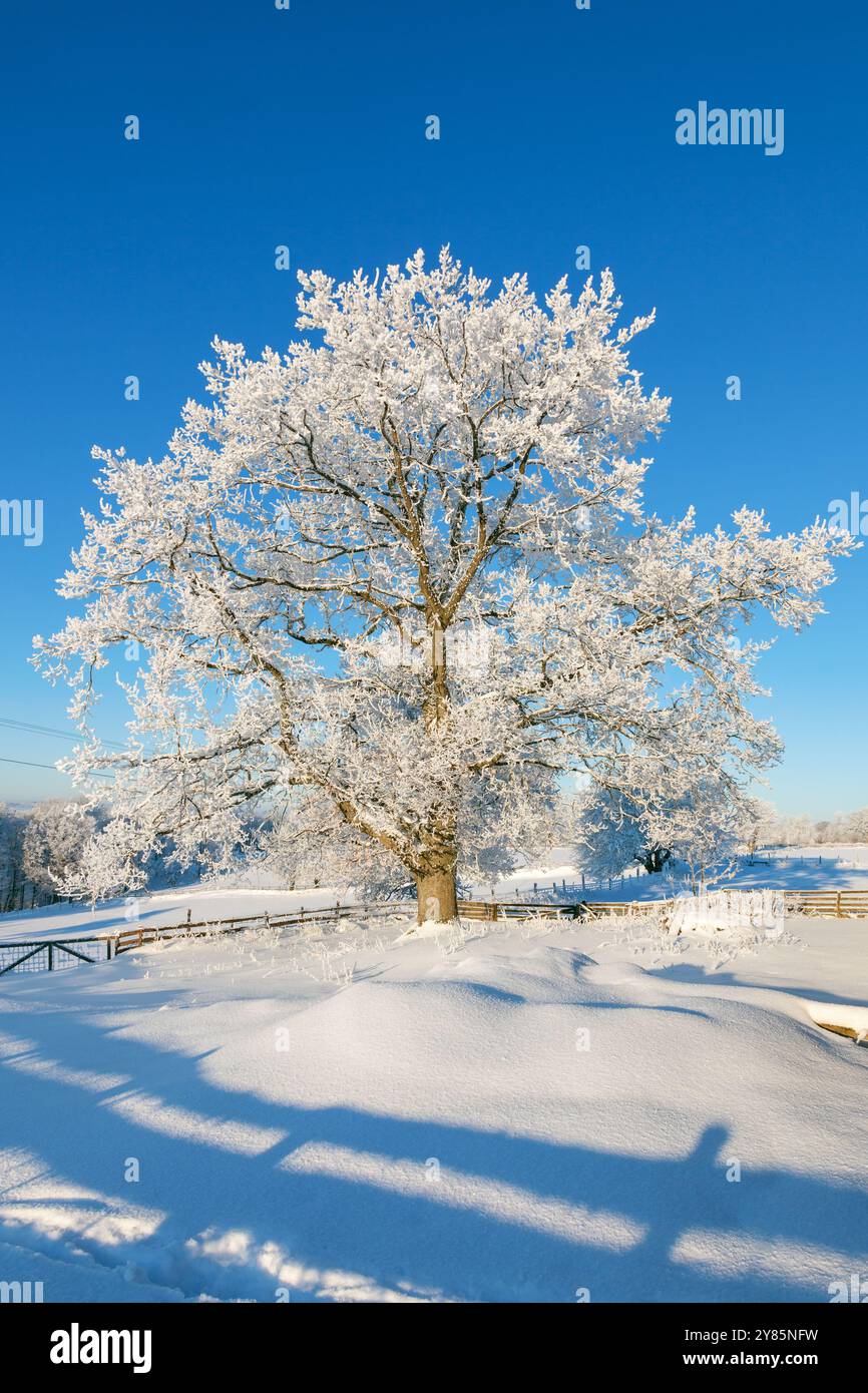 Oak tree in winter hi-res stock photography and images - Alamy
