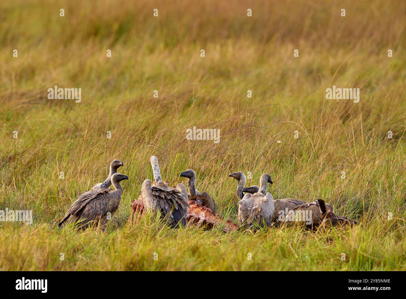 Vultures with bull carcass. White-backed vulture, Gyps africanus, in the nature habitat. Bird group with catch. Okavango delta, Botswana in Africa. De Stock Photo