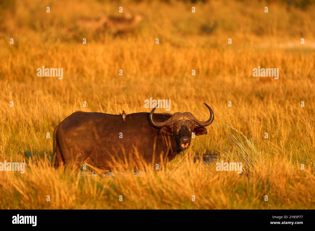 Nature habitat, sunny day with blue sky. Kazinga Channel, nature wild. Buffalo sunset. offalo in the water with white heron on the back. Funny image f Stock Photo