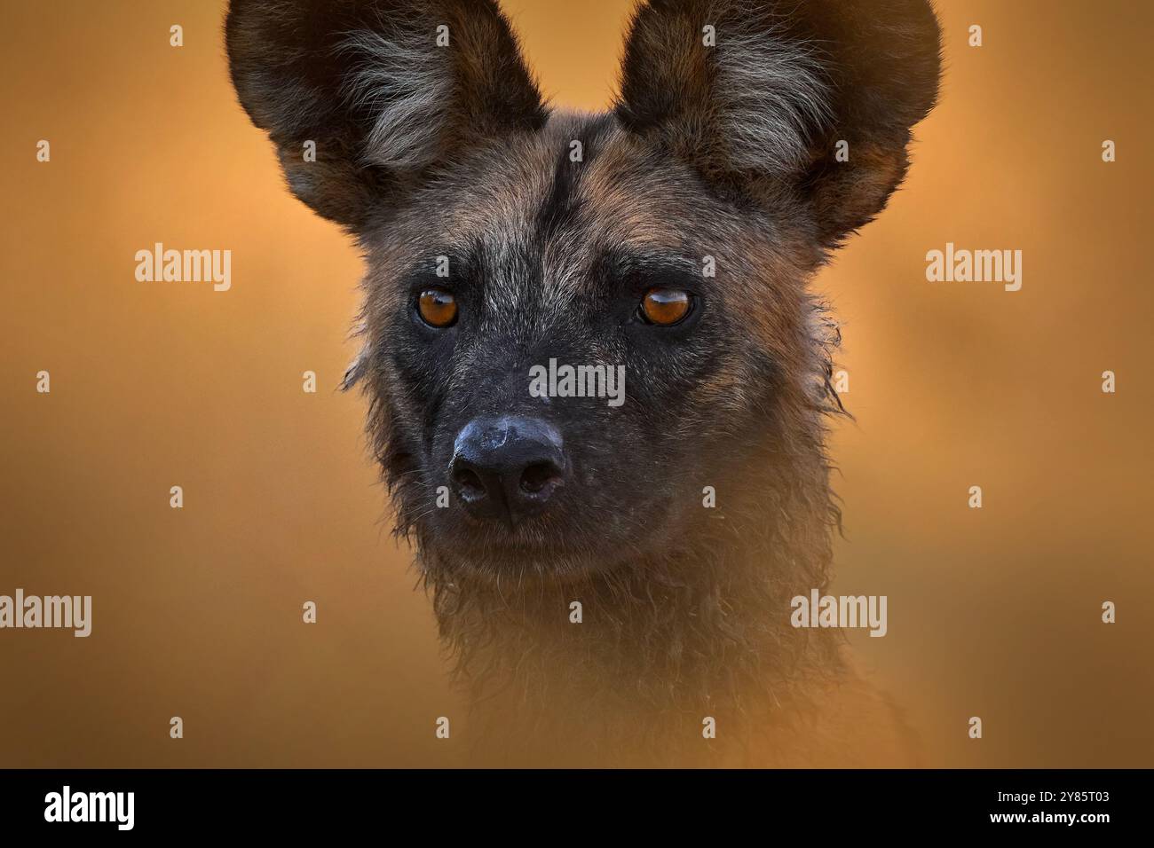 African wild dog, Lycaon pictus, detail portrait open muzzle, Mana Pools, Zimbabwe, Africa. Dangerous spotted animal with big ears. Hunting painted do Stock Photo